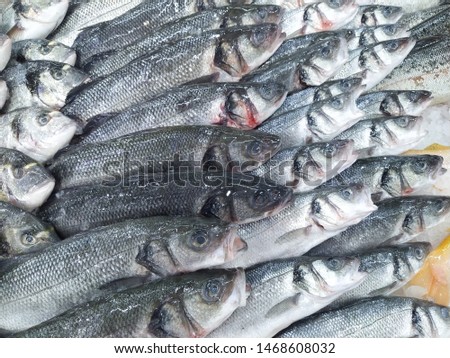 A lot of Seabass Dicentrarchus labrax on ice at the fish market. Close-up
