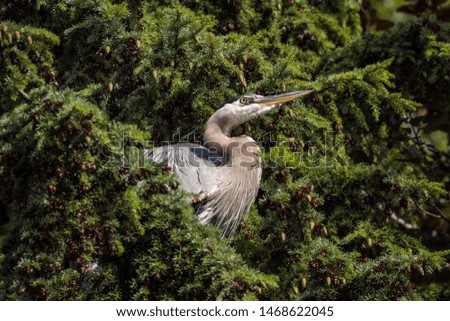 close up of a great blue heron resting behind dense leaves of pine tree branch under the sun with green leaves background