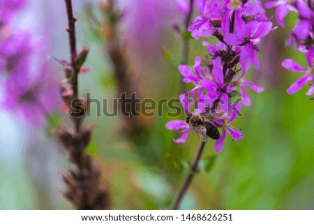 Bee  on a shining flower