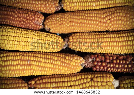 Maize corn stack closeup, Corn textured background