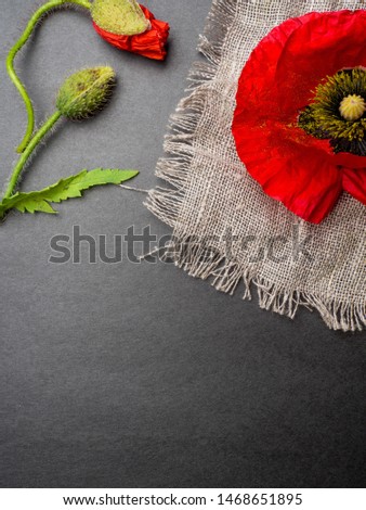 beautiful red poppys isolated on a black background, postcard with copy space