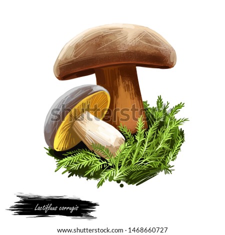 Lactifluus or Lactarius corrugis, corrugated cap milky mushroom closeup digital art illustration. Fungi have brown body and hat. Mushrooming season, plant of gathering plants in woods and forests.