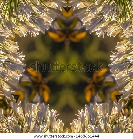 Square frame Reflective and stretched photo of white flowers in California design shape