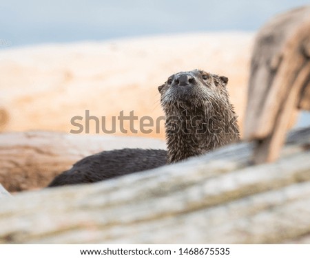 River otters in the wild