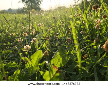 Meadow with mixed plants and trefoil - Closeup