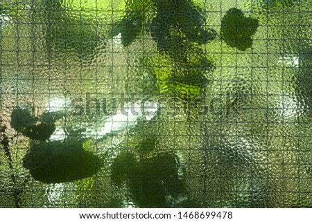 Sunny light green background. Glass fence through which bright green plants are visible.