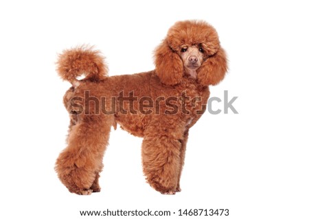 Satanding side view picture of a caramel color poodle