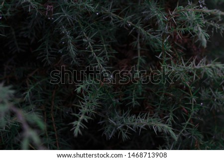 Nature background. Green needles. Copy space. Place foe text and design. Drops of rain