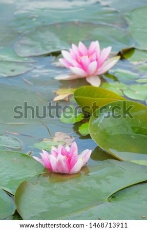 A Water Lily flower with a blurry one in the background.