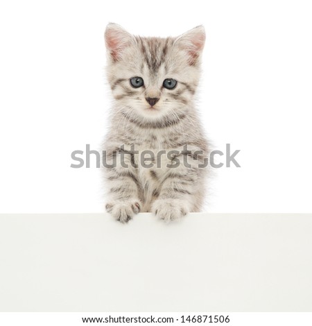 Kitten hanging over blank poster board, you add the message.