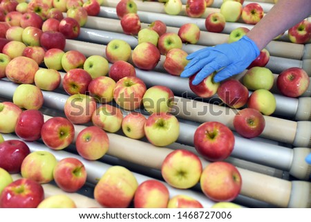 food factory: assembly line with apples and workers 