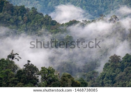 Mashpi Ecological Reserve, Ecuador, Highlands, Cloud Forest Royalty-Free Stock Photo #1468738085