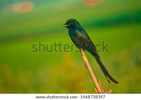The Black Dragon Birds of Bangladesh 