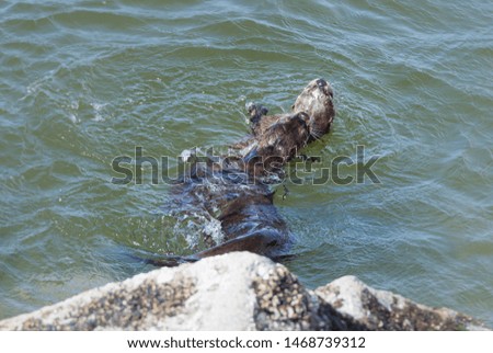 River otters in the wild