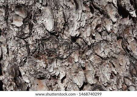 Tree bark as background, structure or sole use
