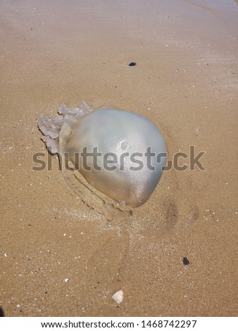 Picture of a dead jelly fish on a beach 