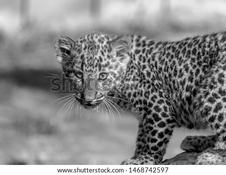 black and white leopard cub profile pic