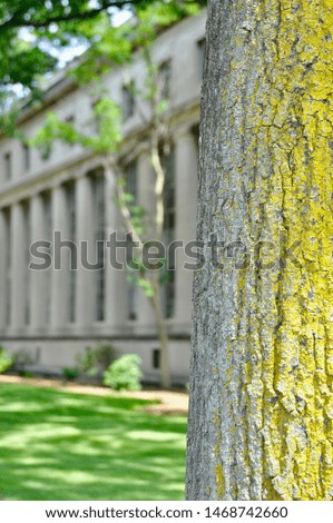 Yellow bark on a tree in front of an old building