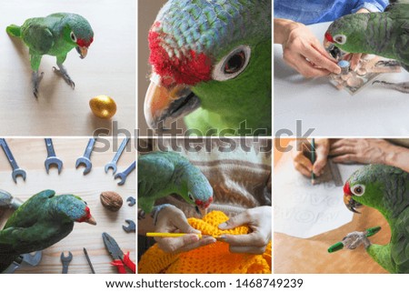 Collage with a variety shots of funny pet parrot.