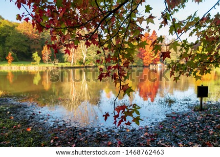 Beautiful autumn landscape with yellow trees and sun. Colorful foliage in the park İstanbul. Falling leaves natural background