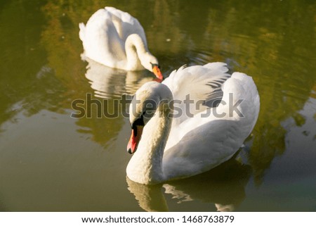 Swans are swimming in the lake, pond. Lovely couple swans
