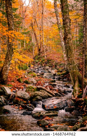 Portrait photo of a small stream in a peaceful forest with the fall foliage. Shot in Sutton, Quebec, Canada. 