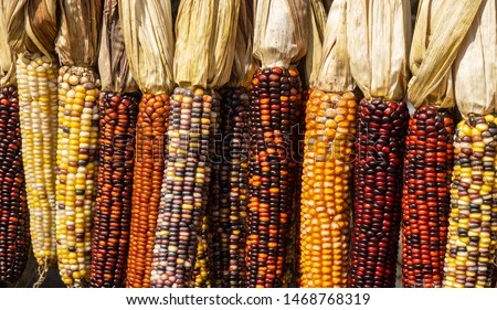 A row of brightly colored Indian corn  at local Amish farmer's market, ready for the Halloween and Thanksgiving holidays.