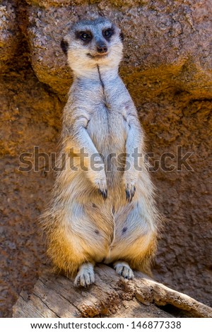 A Single Meerkat or Suricate Standing Watch for the Pack.  (Suricata suricatta)  Related to the Mongoose family in South Africa.