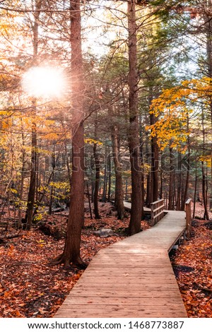 Portrait photo of a wooden boardwalk going through a forest with lots of leaves on the ground in autumn. Beautiful fall foliage. Shot in Mont Saint-Hilaire, Quebec, Canada.