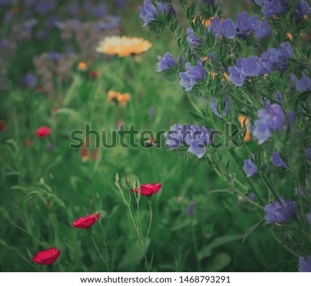 Flowers, bumblebee and nature pictures with lots of Color 