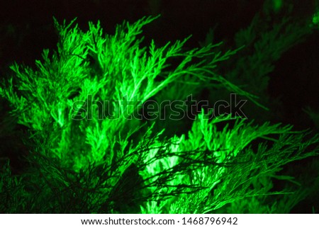 coniferous branches in garden. Green 
coniferous background