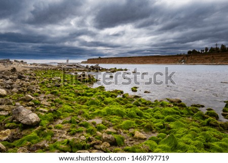 Green sea weed on the rocks on the Romanian Black Sea shore under cloudy sky during spring-summer