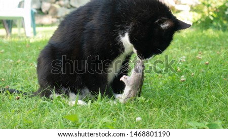 Black Cat Eating caught animal 