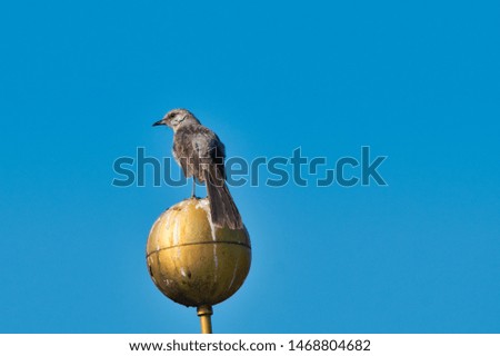 a mockingbird on top of a flagpole