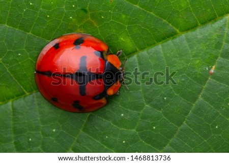 Beautiful Lady bug beetle on green leave isolated on black.
