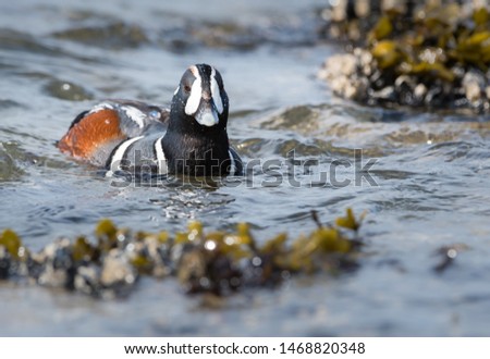 Harlequin ducks on the beach