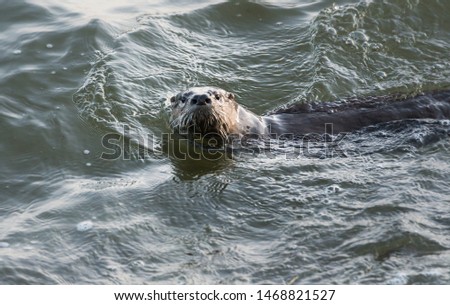 River otters on the coast