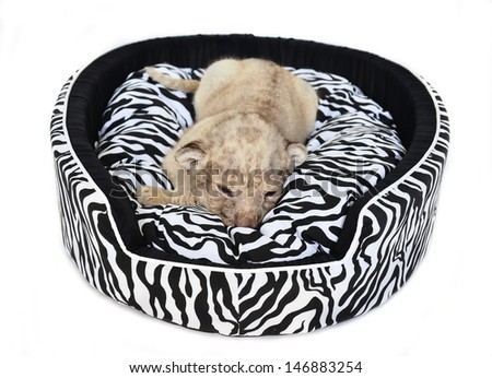 baby lion lying on  mattress isolated on white background