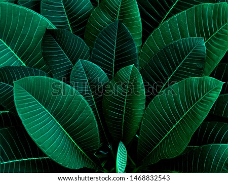 Beautiful dark leaves with a natural background