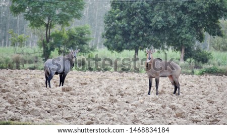 blue bull standing in agriculture field in India