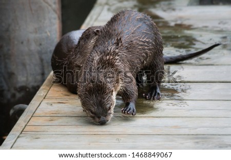 River otter in the ocean
