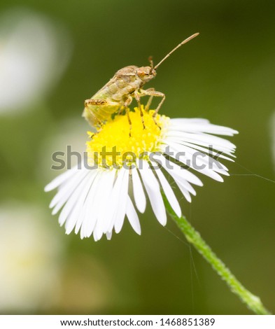 A small brown insect bug resting on top of a small white flower. Macro close up shot. 