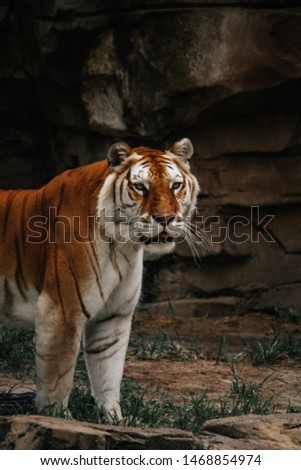 tiger head in the jungle