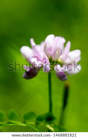 Wild flower trifolium botanical 
