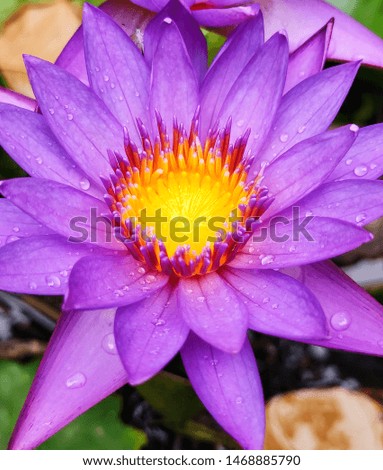 Cape blue waterlily- grown beautifully in backyard pond. The glow in the middle is mood changer.