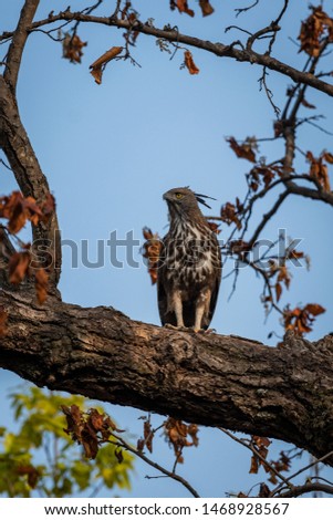 changeable or crested hawk eagle (nisaetus cirrhatus) perched on sky background on a mahua tree at bandhavgarh national park, madhya pradesh, india