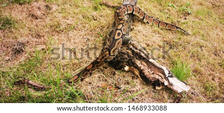 Royal python or ball python having a stretch in the garden gaining loads of pet snake enrichment in an environment similar to a ball python in the wild. Slithering through grass 