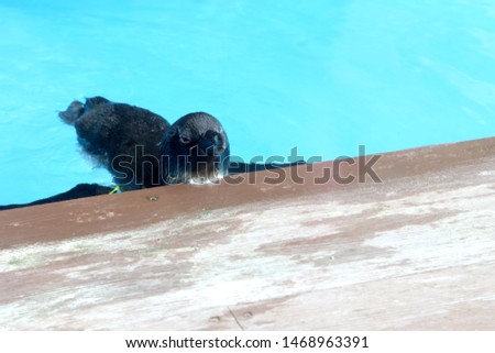 The group of penguins in the side of pool.