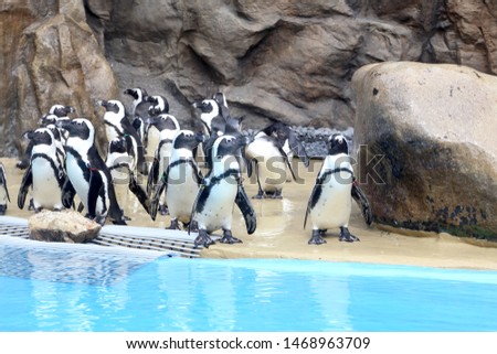 The group of penguins in the side of pool.