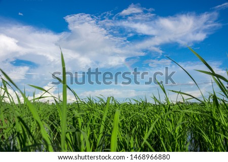 The background of the rice fields that are growing in the annual planting season, blue sky and clouds On a bright blue day in the rainy season, Thailand
